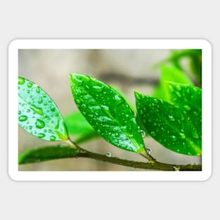 GREEN LEAVES Sticker